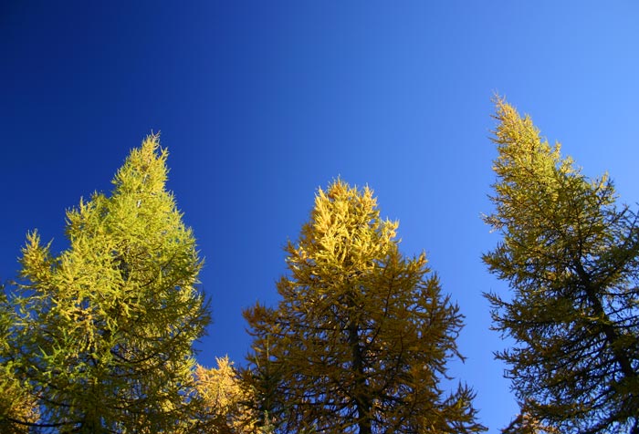 Drei farbige Lärchen vor blauem Himmel